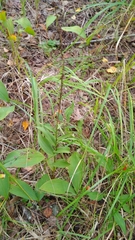 Epipactis atrorubens