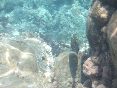 Epinephelus marginatus