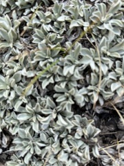 Antennaria parvifolia