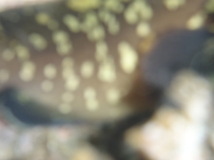 Epinephelus marginatus