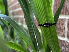 Desmia funeralis