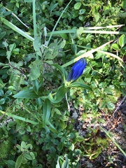 Gentiana