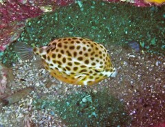 Anoplocapros inermis