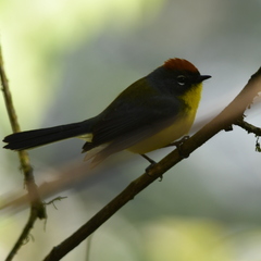 Myioborus brunniceps