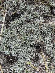 Antennaria parvifolia