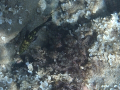 Epinephelus marginatus
