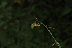 Echeandia flavescens