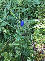 Gentiana