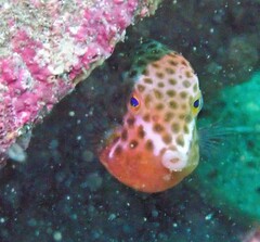 Anoplocapros inermis