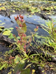 Hypericum virginicum