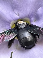 Xylocopa latipes
