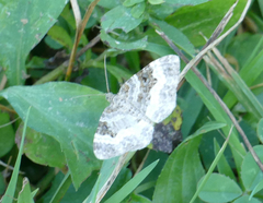 Epirrhoe alternata