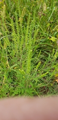 Ambrosia