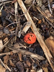 Leratiomyces erythrocephalus