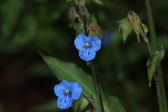 Commelina tuberosa