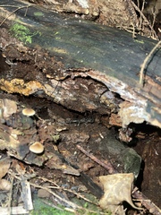 Psilocybe caerulipes