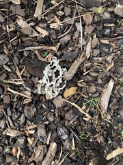 Ileodictyon cibarium