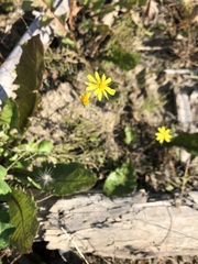 Lactuca serriola