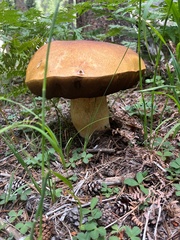 Boletus edulis