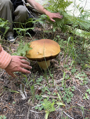 Boletus edulis