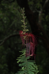 Calliandra houstoniana