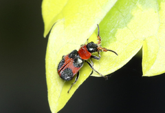 Collops quadrimaculatus