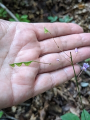 Hylodesmum
