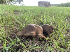 Boletinellus merulioides