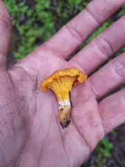 Cantharellus roseocanus