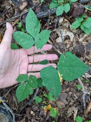 Hylodesmum