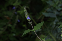 Salvia amarissima