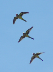Myiopsitta monachus