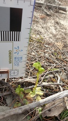 Pterostylis cycnocephala