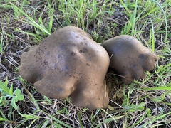 Boletinellus merulioides