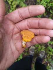 Cantharellus roseocanus