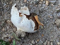 Lycoperdon marginatum