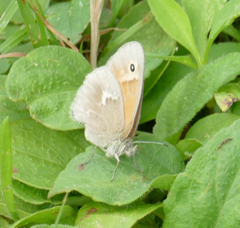 Coenonympha california