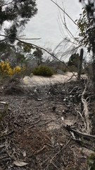 Pterostylis cycnocephala