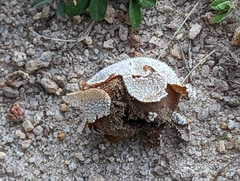 Lycoperdon marginatum