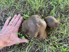 Boletinellus merulioides