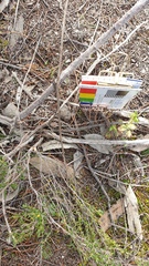 Pterostylis cycnocephala