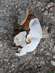 Lycoperdon marginatum