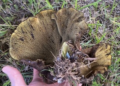 Boletinellus merulioides