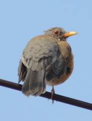 Turdus rufopalliatus