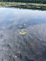 Potamogeton natans