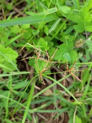 Cyperus rotundus