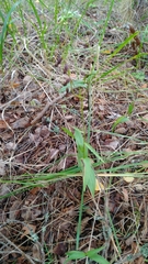 Epipactis atrorubens