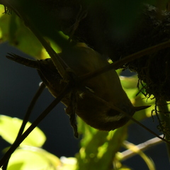 Troglodytes solstitialis