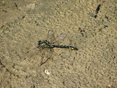 Phanogomphus kurilis