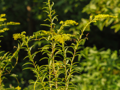 Solidago gigantea